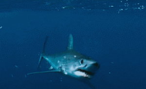 gif shark attack