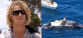 surfer australie baleine morte requin
