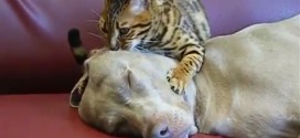 chat massage chien