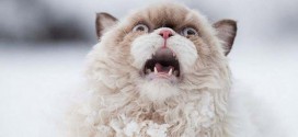 effraye chat neige