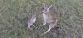 kangourou drone