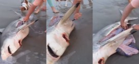 requin mort bebe sauvetage