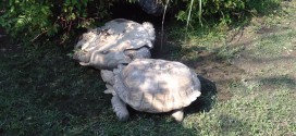 zoo taiwan tortue aide