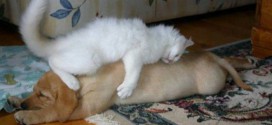 chat dort sur chien7
