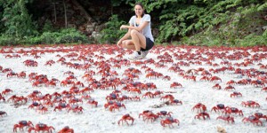 ile aux crabes