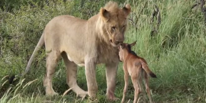 lion et bebe gnou