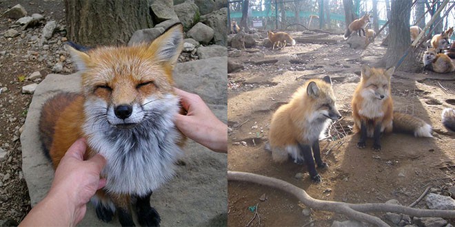 village renard fox japon