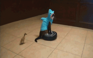 gif chat requin