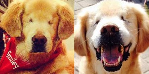 chien sans yeux aveugle smiley