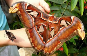 papillon atlas geant