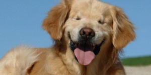 smiley chien aveugle therapie aide