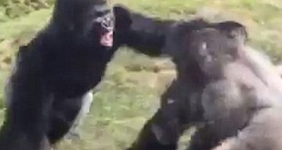 combat-de-gorille-zoo-usa-combat-de-boxe