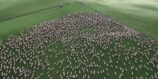 magealaune-a-quoi-ressemble-un-troupeau-mouton-vus-du-ciel