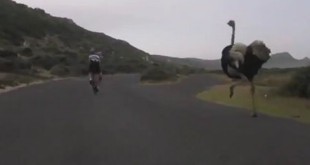 deux-cyclistes-se-font-courser-par-une-autruche