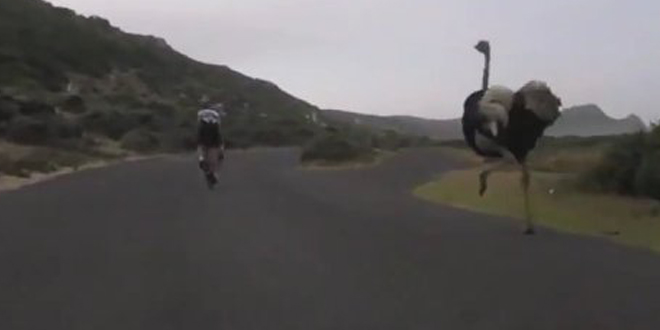 deux-cyclistes-se-font-courser-par-une-autruche