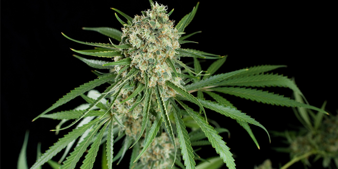nouvelles-tendances-sur-le-marche-du-cannabis-les-graines-riche-en-cbd