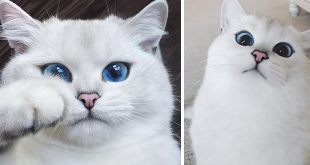 ce-chat-a-les-plus-beaux-yeux