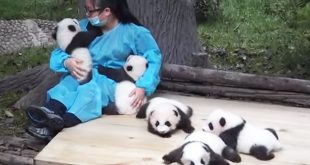 meilleur-job-du-monde-calins-panda