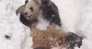 panda-s-amuse-dans-la-neige