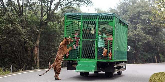 zoo-fauve-en-liberte-humains-en-cage