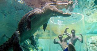 adrenaline-nager-avec-les-crocodiles
