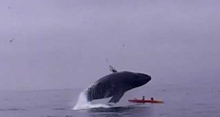 baleine-renverse-kayak-californie