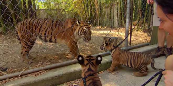 Découvrez la rencontre étonnante entre un bébé tigre et un enfant déguisé en tigre