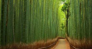 foret-bambous-japon
