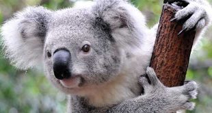 koala-survit-agrippe-voiture-90-km-autoroute