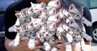 plus-de-100-chats-retrouves-dans-une-maison