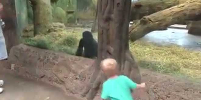 un-enfant-joue-a-cache-cache-avec-un-gorille