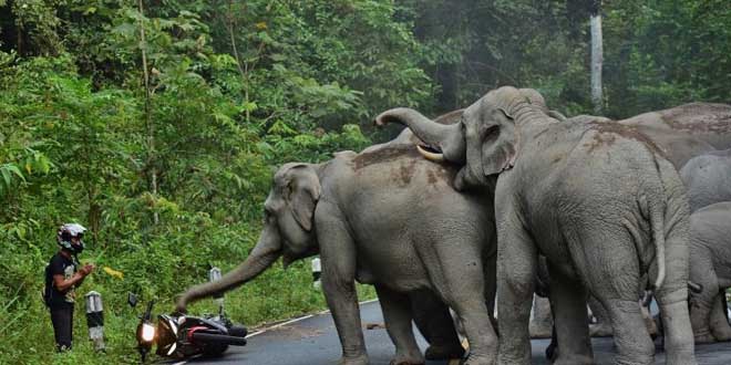 un homme-se-fait-charger-par-des-elephants-thailande