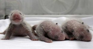 video-de-la-naissance-de-triles-bebe-pandas