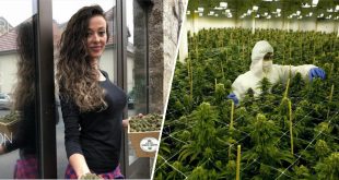 legaux-les-premiers-business-lies-au-cannabis-ouvrent-en-france