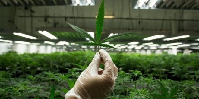 marijuana-cannabis-production