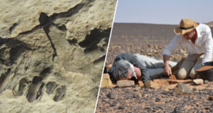 des-traces-humaines-de-120-000-ans-decouvertes-en-arabie