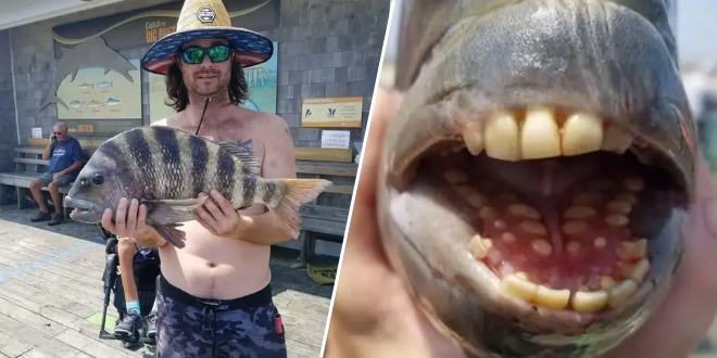 un-poisson-aux-dents-humaines-surprend-internet