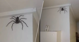 australie-cette-araignee-enorme-a-ete-adoptee