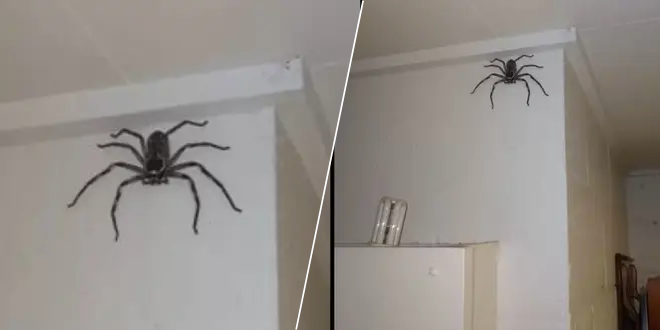 australie-cette-araignee-enorme-a-ete-adoptee