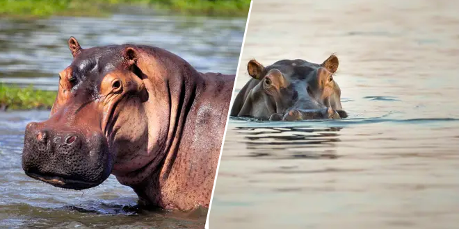avale-par-un-hippopotame-ils-reussi-a-survivre